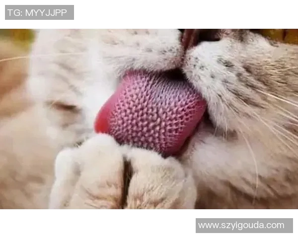 猫咪与足球的完美结合盘点那些热爱养猫的足球明星们