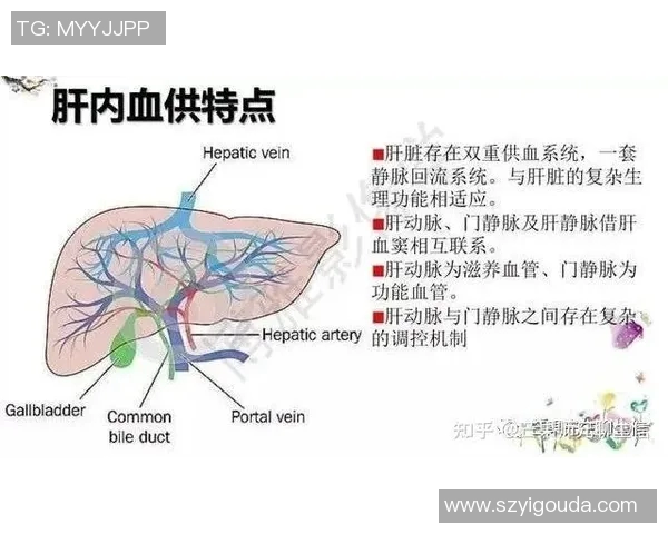 深入分析成都篮球队反击战术的特点与执行策略